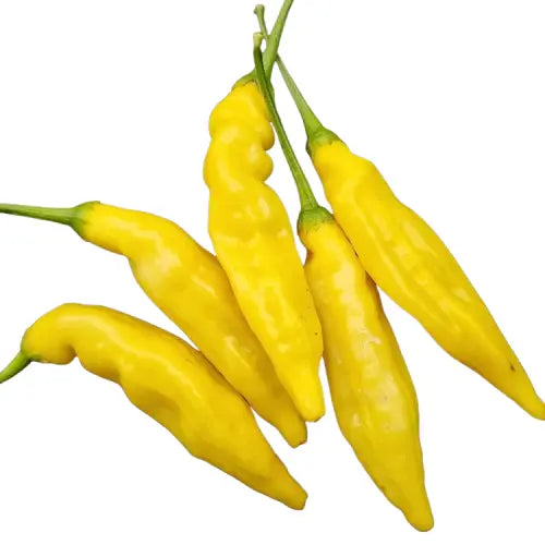 Le Yellow à Didi Les délices à Didi